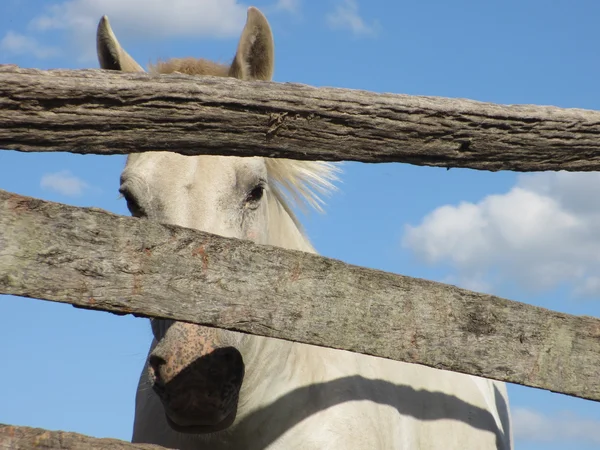 White horse — Stock Photo, Image