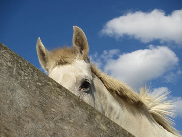 White horse — Stock Photo, Image