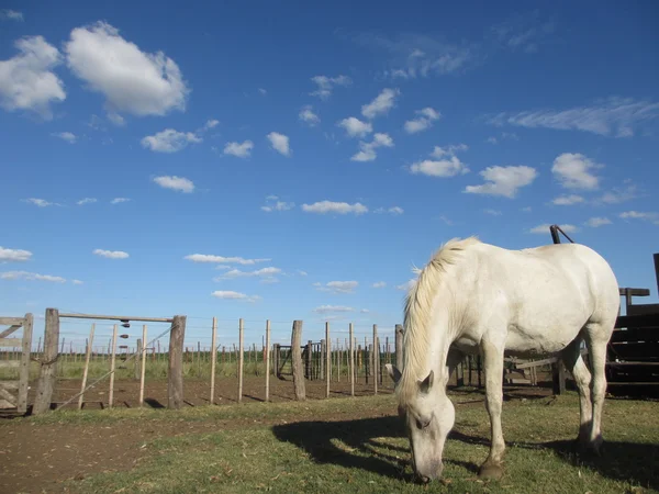 White horse — Stock Photo, Image