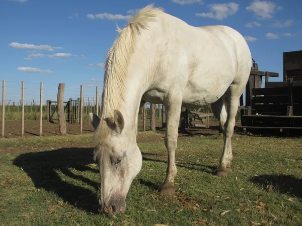 White horse — Stock Photo, Image