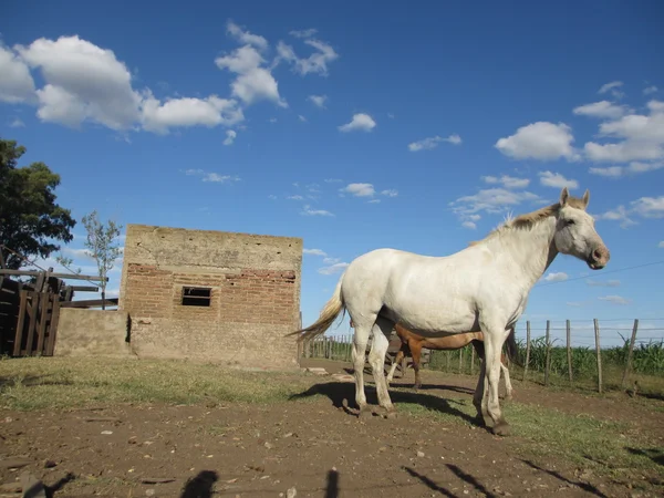 White horse — Stock Photo, Image