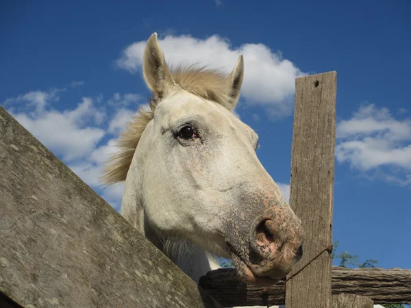 White horse Royalty Free Stock Images