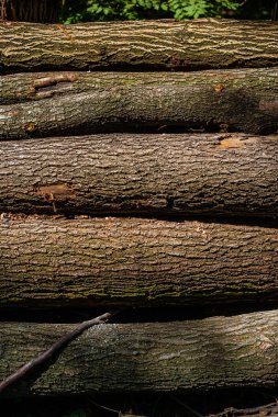 Bazı ağaçlar köklerini