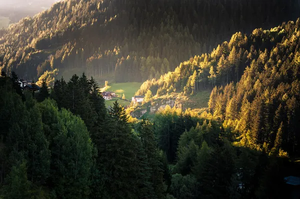 Forest in Groedner mountain valley — Stock Photo, Image