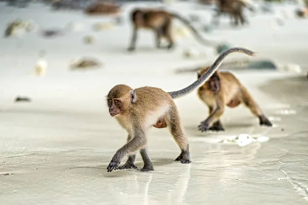 Macaca Apen Apenstrand Phi Phi Eiland Thailand Stockafbeelding