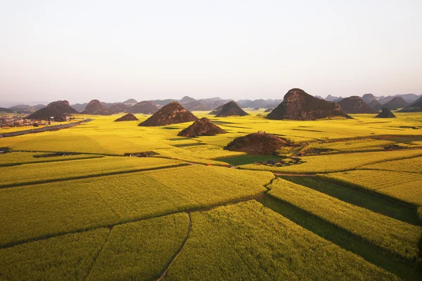 Luoping? Koolzaad? China? Azië? — Stockfoto