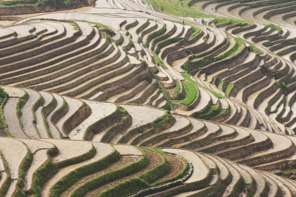 Guilin longsheng Teras