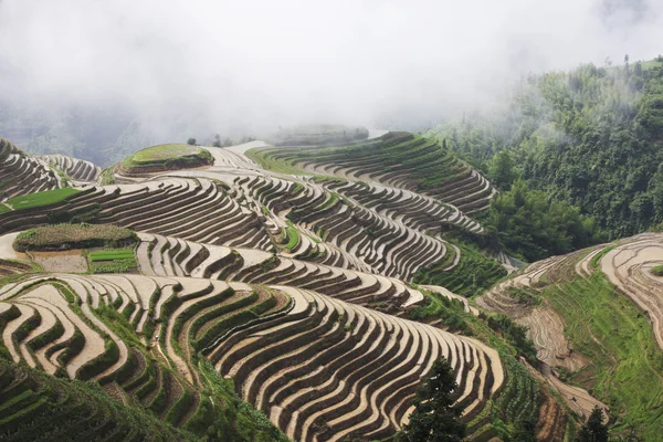 Guilin Longsheng terrasse — Photo