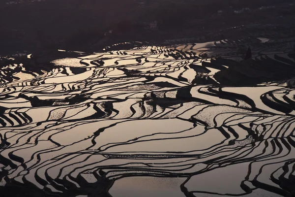 Çin yunnan yuanyang teraslı