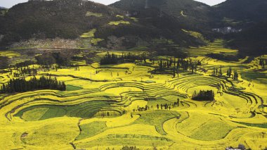 Çin yunnan eyaletinin luoping tecavüz alan