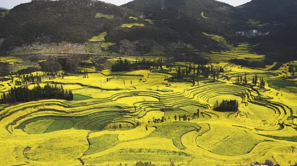 Çin yunnan eyaletinin luoping tecavüz alan — Stockfoto