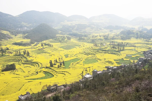 China yunnan province luoping rape field — Stock Photo, Image