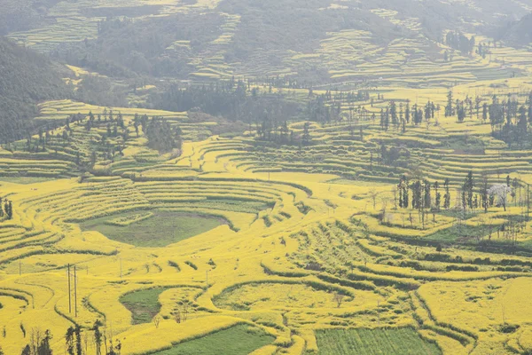 Çin yunnan eyaletinin luoping tecavüz alan