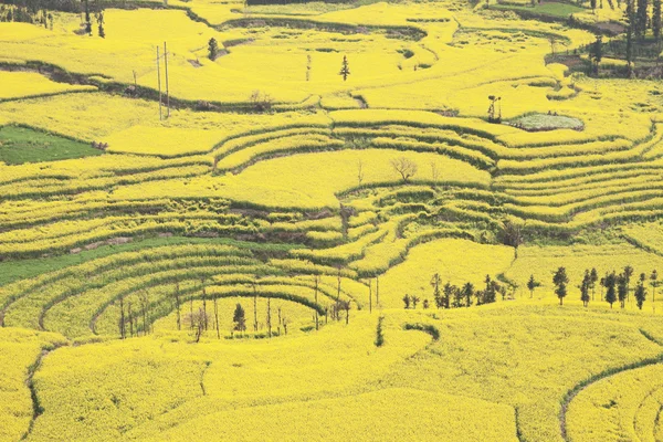 Çin yunnan eyaletinin luoping tecavüz alan