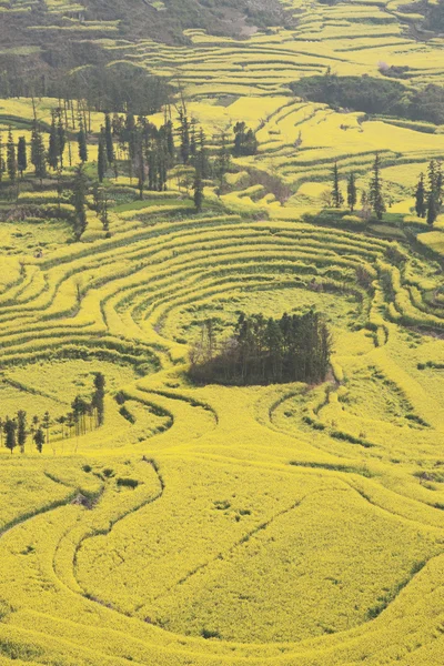 Çin yunnan eyaletinin luoping tecavüz alan