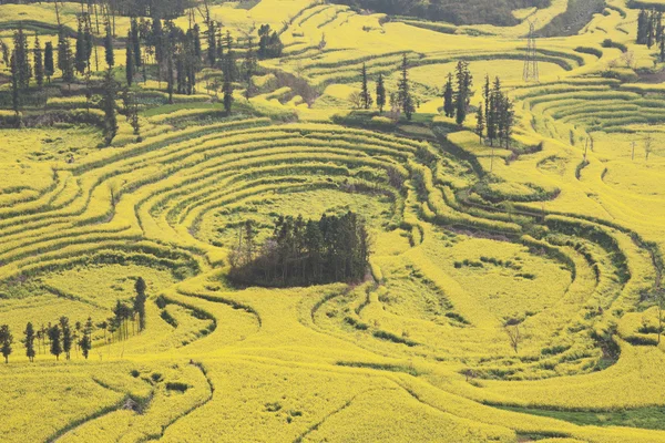 Çin yunnan eyaletinin luoping tecavüz alan