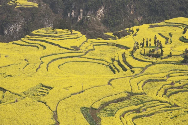 Çin yunnan eyaletinin luoping tecavüz alan — Stockfoto