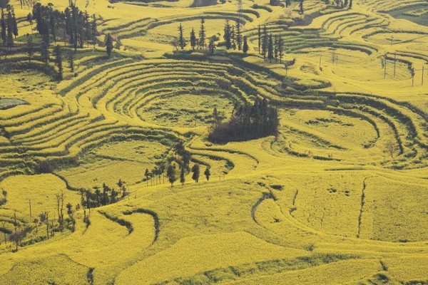 Çin yunnan eyaletinin luoping tecavüz alan
