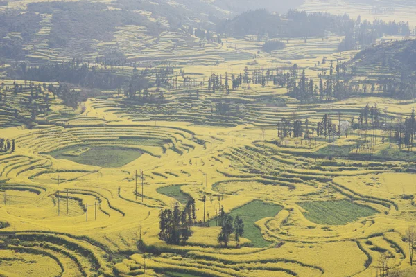 Çin yunnan eyaletinin luoping tecavüz alan