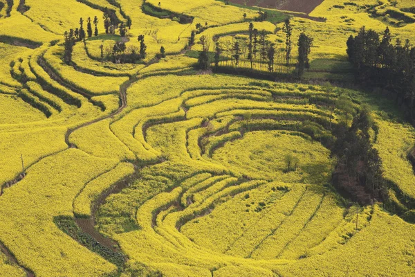 Çin yunnan eyaletinin luoping tecavüz alan