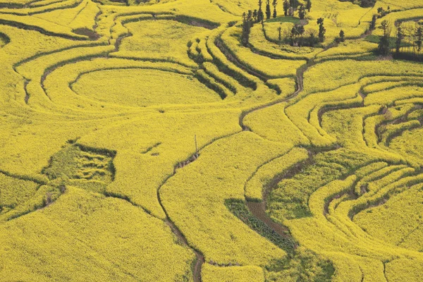 Çin yunnan eyaletinin luoping tecavüz alan