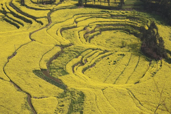 Çin yunnan eyaletinin luoping tecavüz alan — Stockfoto