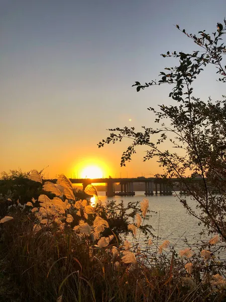 Güney Kore 'nin en iyi güneşi. Pampa yaprakları, temiz su ve mavi gökyüzü.