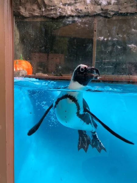 Visitar Zoológico Parque Temático Coréia Sul — Fotografia de Stock