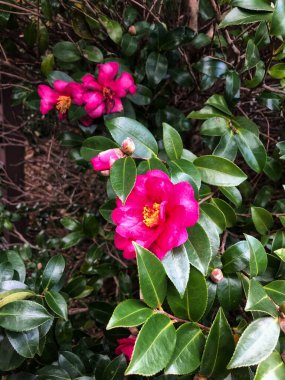 Güneydoğu Asya 'da yeşil yapraklı güzel pembe çiçek.