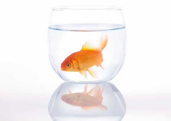Gold fish in a small bowl Royalty Free Stock Photos