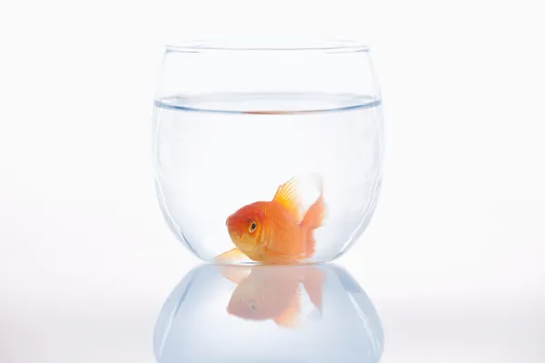 Lazy goldfish in a small bowl Royalty Free Stock Images