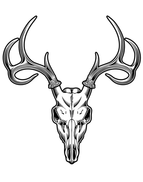 Vettore del cranio di cervo — Vettoriale Stock