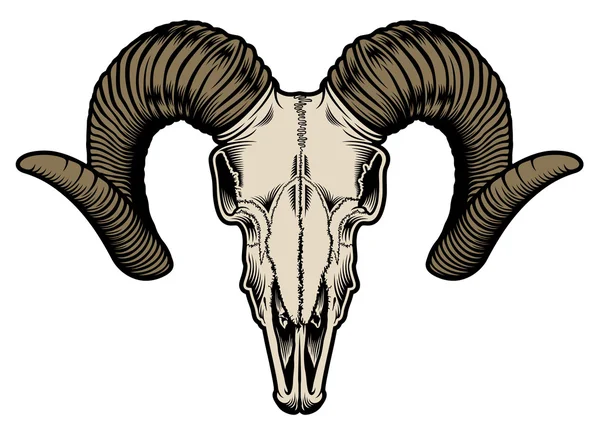 Goat Skull Vector — Stock Vector