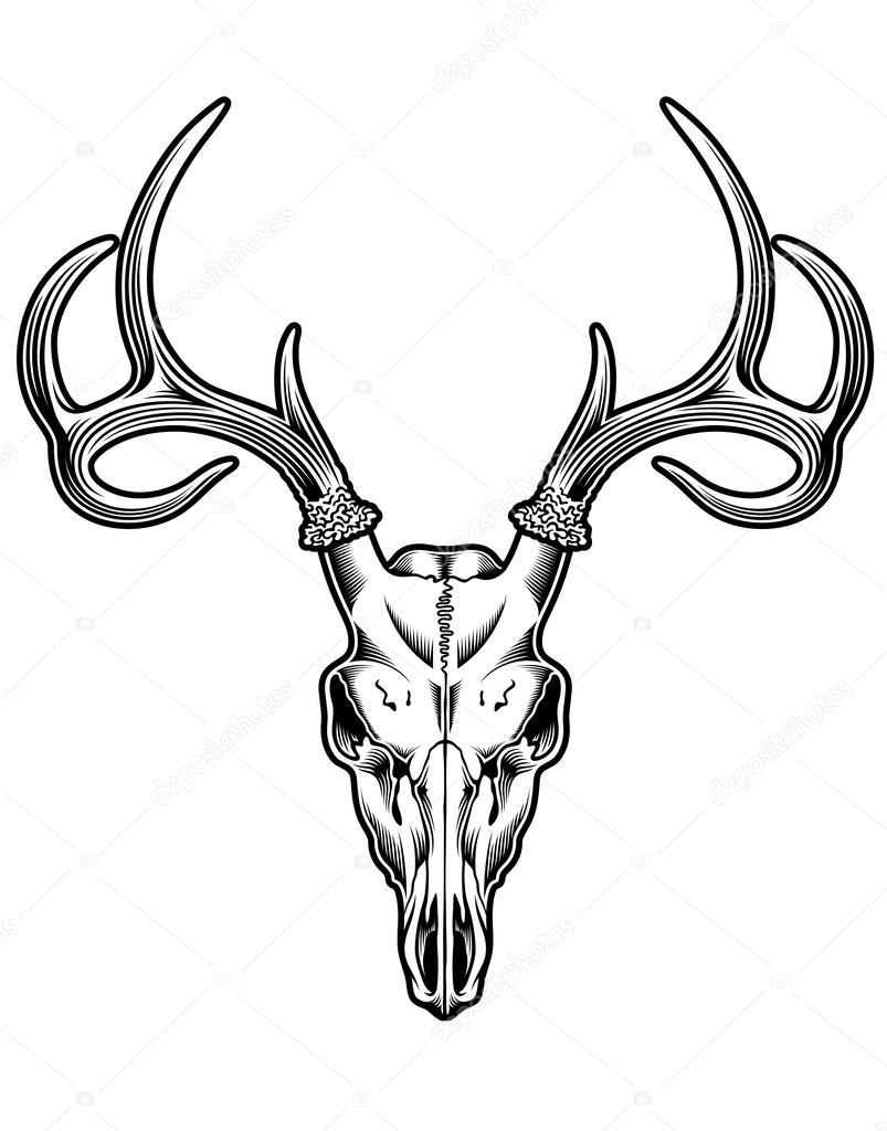 Fully editable vector illustration (editable EPS) of deer skull vector in black on isolated white background, image suitable for design elements, logo, crest, emblem or tattoo