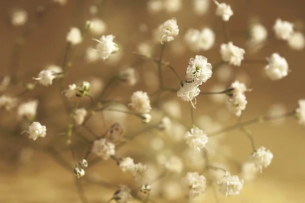 Getrocknete Blumen auf Säcken — Stockfoto
