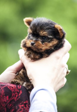 Yorkshire terrier yavrusu