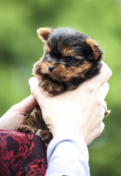 Yorkshire terrier catelus — Fotografie, imagine de stoc