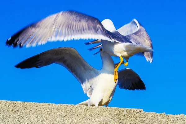 Gaviota — Foto de Stock