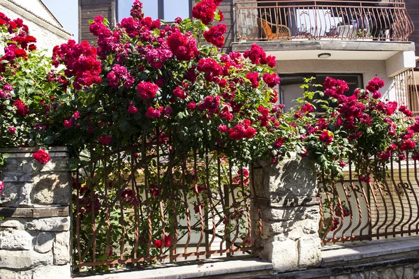 Utomhus krukväxter blommor — Stockfoto