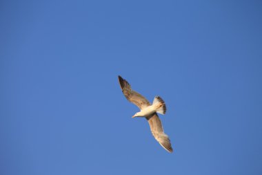 Mavi gökyüzünde süzülen beyaz martı, uçan martı..