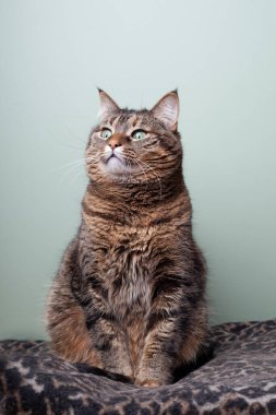 Komik gri kedi yastığa eşit olarak oturur.