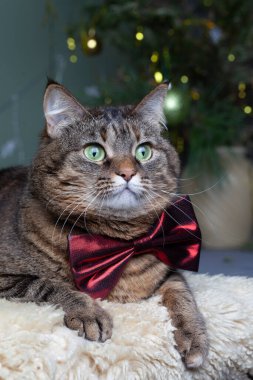 Papyonlu gri bir kedinin güzel portresi. Bulanık sihirli ışıklar arka planda. Noel havası