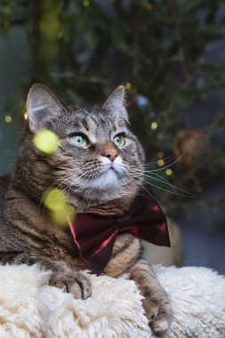 Papyonlu gri bir kedinin güzel portresi. Bulanık sihirli ışıklar arka planda. Noel havası
