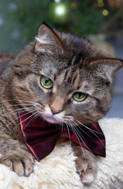 Papyonlu gri bir kedinin güzel portresi. Bulanık sihirli ışıklar arka planda. Noel havası