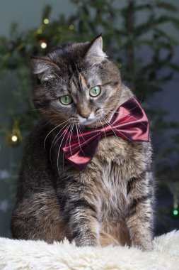 Papyonlu gri bir kedinin güzel portresi. Bulanık sihirli ışıklar arka planda. Noel havası