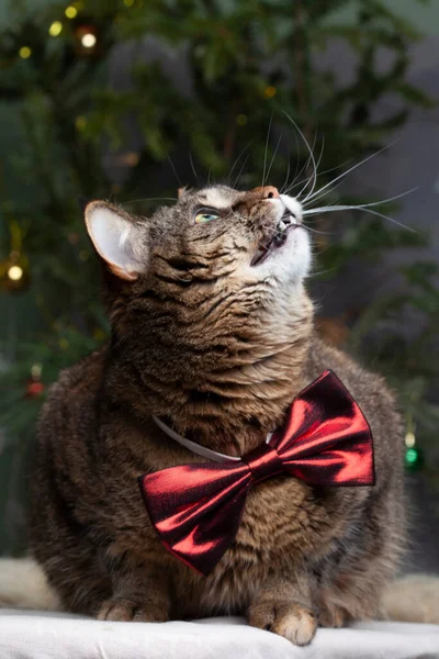 Beautiful Portrait Gray Cat Bow Tie Blurred Magic Lights Background — Stock Photo, Image