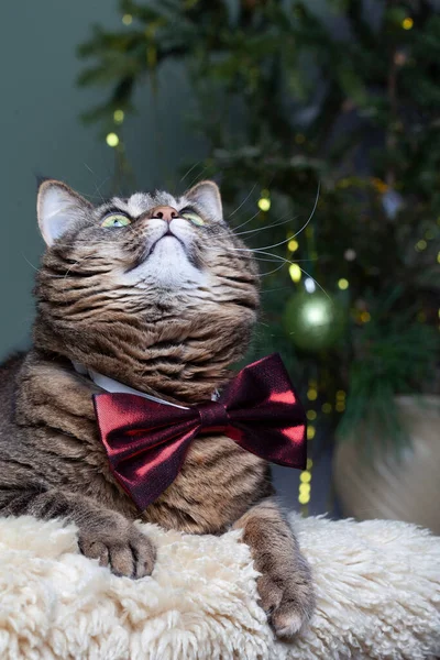 Beautiful Portrait Gray Cat Bow Tie Blurred Magic Lights Background — Stock Photo, Image