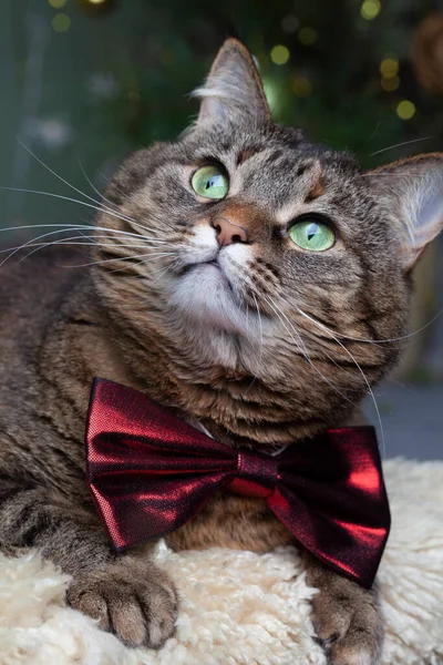 넥타이를 고양이의 아름다운 초상화 흐릿하다 크리스마스 분위기 — 스톡 사진