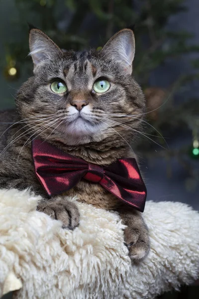 Beautiful Portrait Gray Cat Bow Tie Blurred Magic Lights Background — Stock Photo, Image