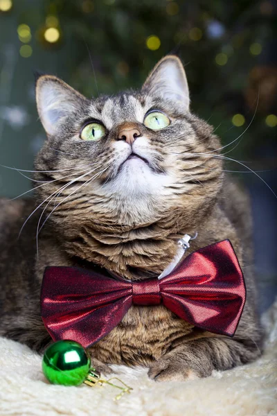 Hermoso Retrato Gato Gris Con Pajarita Fondo Luces Mágicas Borrosas —  Fotos de Stock